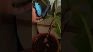 Blue morpho #butterfly #moths #animals #feedshorts #feed #viralshorts #viral #yoitubeshorts
