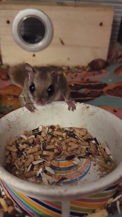 #flyingsquirrel #squirrel #wildlife #shorts #squirrelvideo #cuteflyinganimals #animalsdoingthings