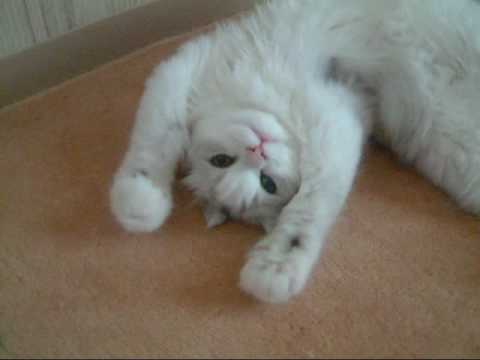 猫のグーパー Youtube