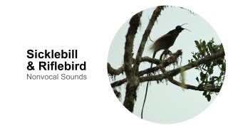 Sicklebill & Riflebird: Nonvocal Sounds