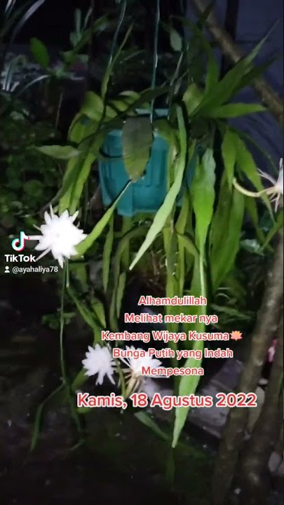 #kembangwijayakusuma #bunga