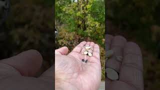 Woodpecker and a nuthatch