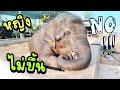 หนูไม่ยอมขึ้น❓นาโนเผชิญหน้ากับเจ้ไพ😂elephant