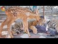 Сказка Тайгана - дружба тигрят и косули. Это уникально! Friendship tiger cubs and roe deer. Taigan.