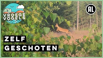 Blaffende ree | Zelf Geschoten | Vroege Vogels