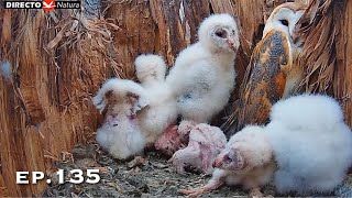 Barn Owl Nest ❸ ep.135／Lechuzas en el nido DIRECTO (Cámara 38 | Ávila)