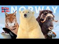 The wildlife enthusiasts guide to norway