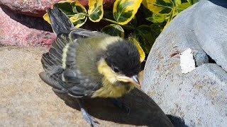 Great Tits fledgling the nest, falling into the pond and being rescued