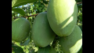 видео: Как появилась  картинка: Как появилась