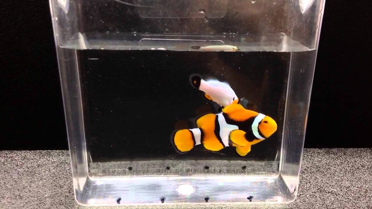 Percula pair for sale. True Perc and Platinum.