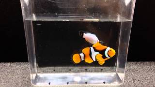 Percula pair for sale. True Perc and Platinum.