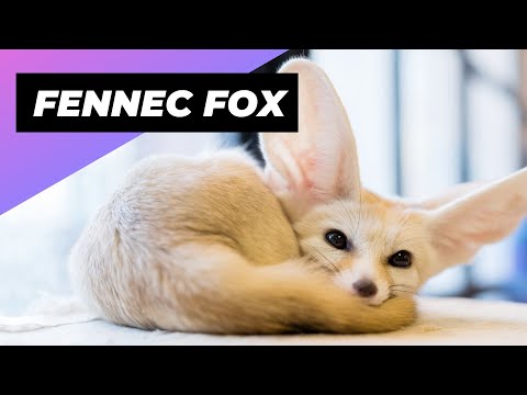 Video: Desert Fennec fox. Pustinjska lisica kao ljubimac