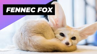 Fennec Fox Of The Cutest And Exotic Animals In The World - YouTube