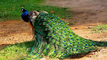 Peacock screaming Noise ... Peacock sounds