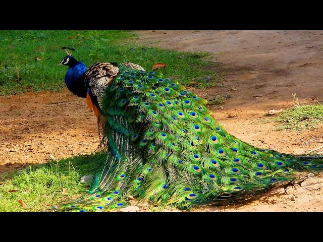 Peacock screaming Noise ... Peacock sounds class=