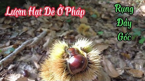 Đi Lượm HẠT DẺ Rụng Đầy Gốc Ở Pháp