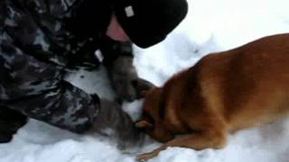 Смешная собака роется в снегу, Собака лисичка, Собака в сугробе Смешная собака роется в снегу, Собака лисичка, Собака в сугробе