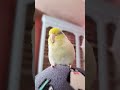 sleepy birb #parrot #birdsofinstagram #bird #parrotvideo #cutebirds #parrotlet #birdslover #birds
