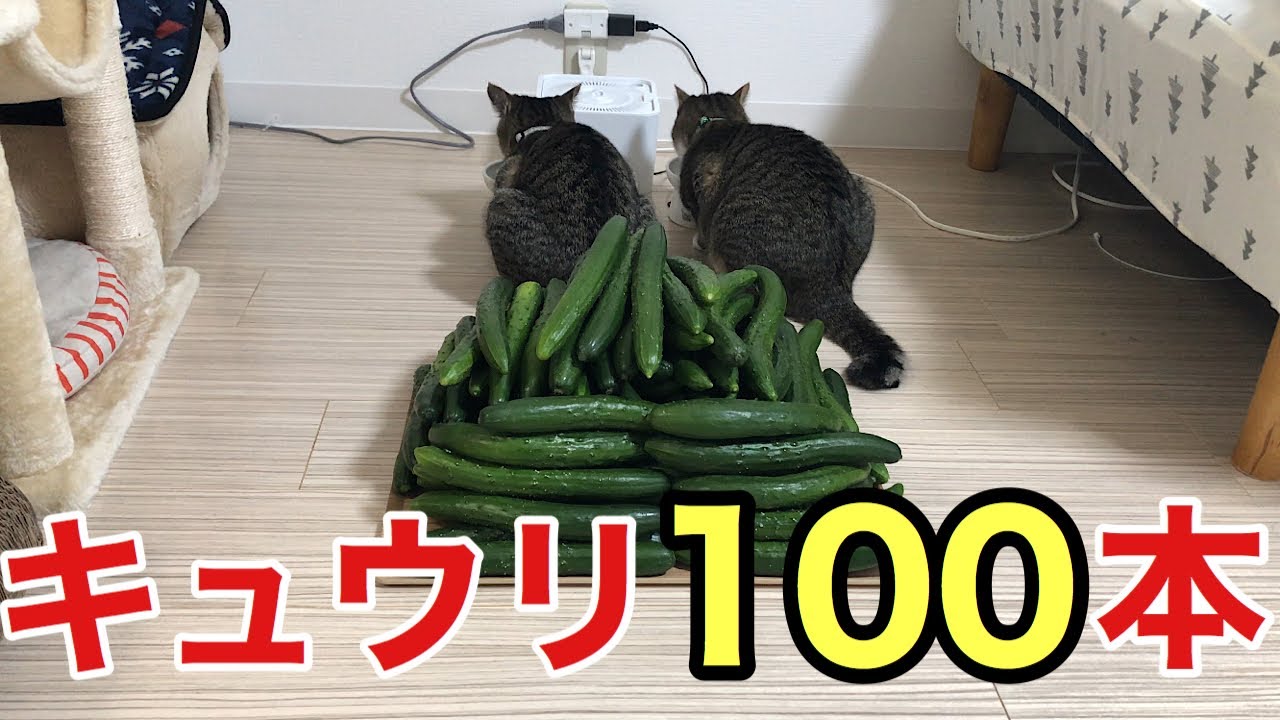 キュウリ100本をかわいい猫がゴハン食べてる後ろに置いたらまさかの結末に Youtube