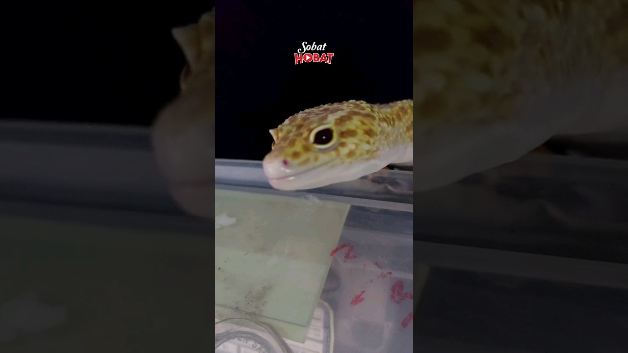 macksnow eclipse versi albino 