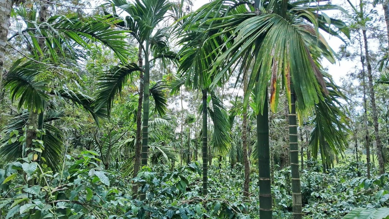 1.5 Acre Multi-Crop Coffee Plantation for Sale in Sakleshpur | Stream Inside | Villbiz Properties