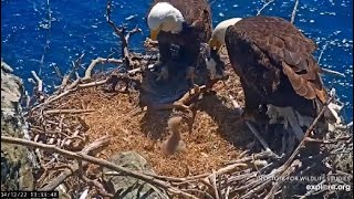 Two Harbors Cam I. Chase delivered a bird. Cholyn feeds her eagle chick. 04. 12. 2022