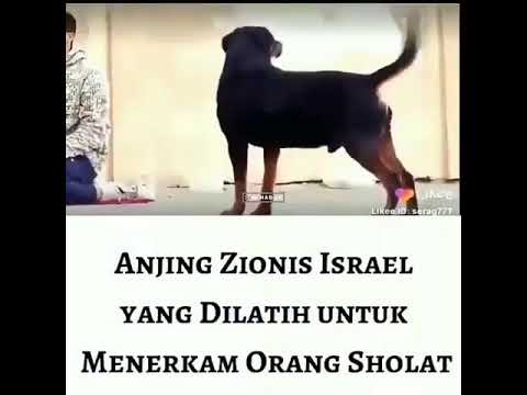 Video: Adakah anjing anda dominan atau tunduk?