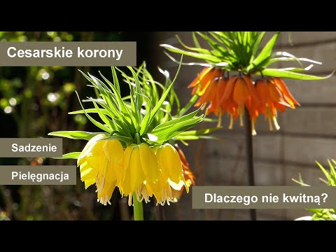 Wideo: Pielęgnacja Fritillaria Imperialis – porady dotyczące uprawy kwiatów cesarskich korony