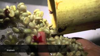 Efico - Coffee On Its Way From The Flower To The Cup