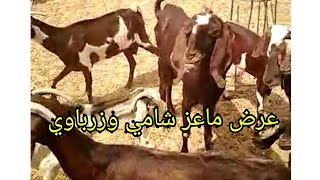 عرض ماعز شامي وزرباوي من داخل محافظة أسوان