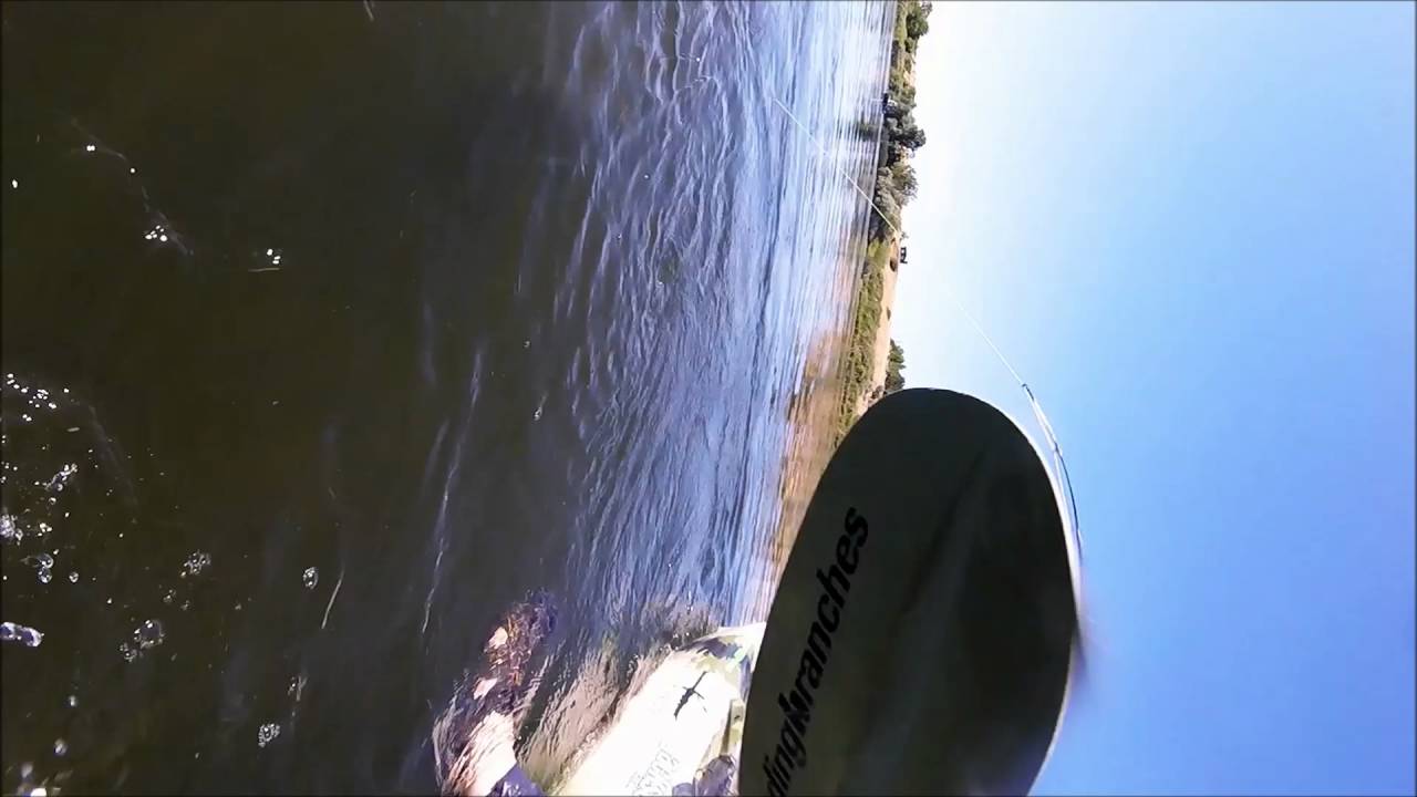 Kayak fishing Sturgeon Teaser YouTube