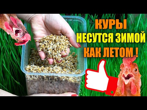 ПОСЛЕ ЭТОЙ ПОДКОРМКИ