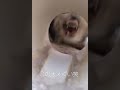 【閲覧注意】この犬、恐ろしすぎる
