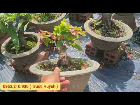 (12/7) Jade leaves and golden branches, golden ginseng, wish-fulfilling geranium, gynostemma, hon...