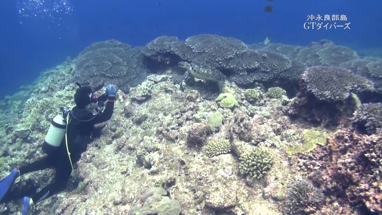 ウミガメの甲羅磨き クリーニング Youtube