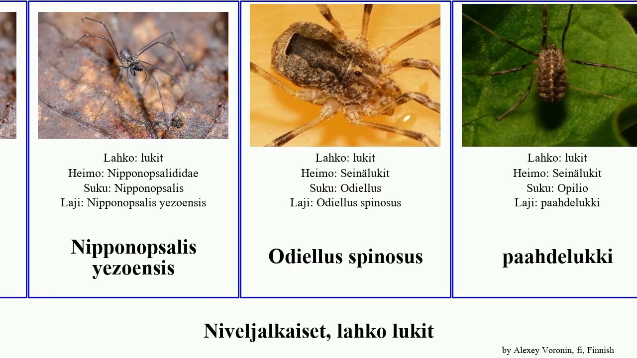 Niveljalkaiset, lahko lukit arthropoda makah spinosus Rakaia Nipponopsalis luhtalukki Love Yung