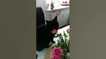 Warum fressen Katzen Rosen?