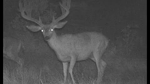 200+" MULE DEER ON A MUZZLELOADER.
