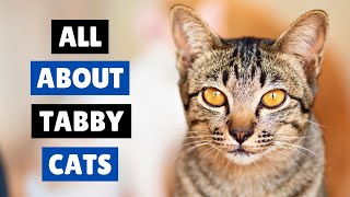Everything You Need To Know About Tabby Cats 😻 CATS 101