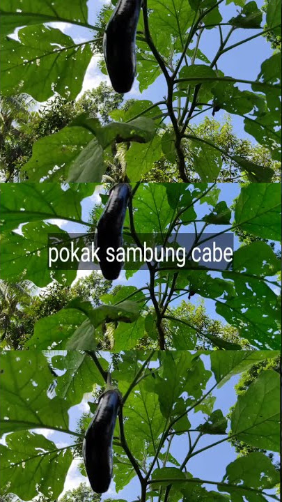 Sambung Pokak Dengan Cabe