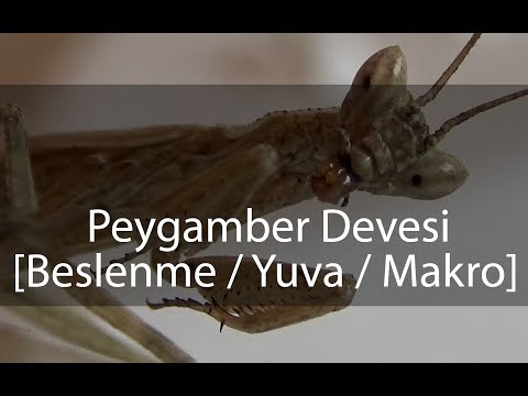 Peygamber Devesi / Mantis Göndermişler ( Besleme / Basitçe Yuva )