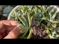 How to propagate graptosedum francesco baldi  darley sunshine