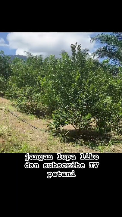 Kebun limau kasturi #pertanian #limaukasturi #lahanpintar #limau #petani #viralshorts