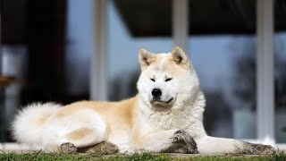 How to Manage Barking in an Akita Dog