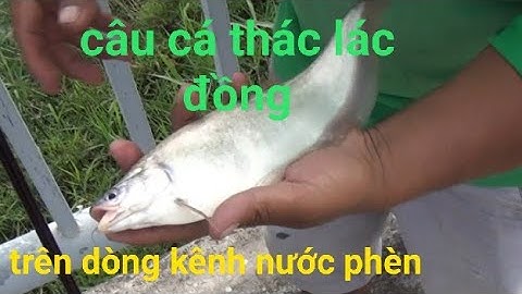 Câu Cá Thác Lác Cùng Cần Thủ HOT BOY Đến Từ Quận 8 TPHCM (Tập 32)