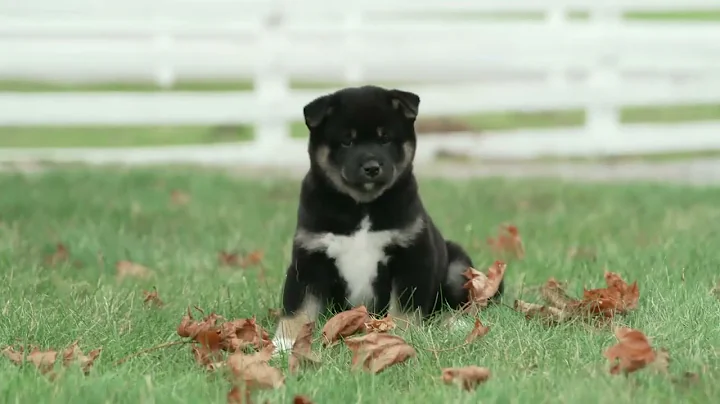 Edwin Yoder's Shiba Inu Puppies
