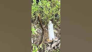 Câu Cá bằng chai nước ai ngờ dính lươn liên tục! #fishing #cauca