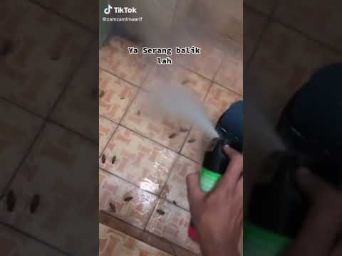 Video: Bagaimana untuk membaiki kuda belakang lipas?