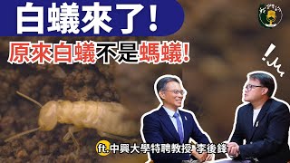 認識角落生物：原來白蟻是「社會性」蟑螂 一窺白蟻之謎！｜ft.中興大學昆蟲系特聘教授 李後鋒｜公視我們的島有影版 @EP.117