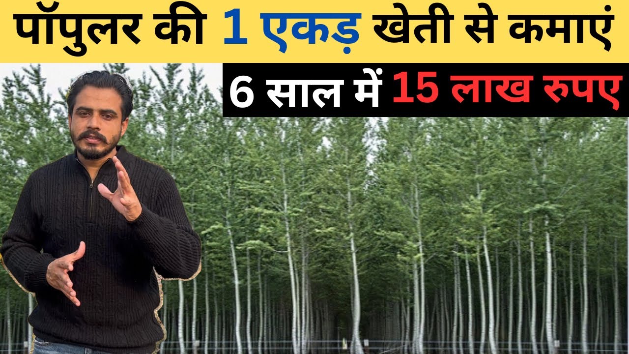 Poplar Tree Farming In India poplar-tree-farming-in-india